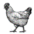 poule.GIF